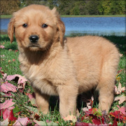 Akc Registered Golden Retriever Puppies For Sale