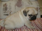 LOVEL PUG PUPPIES  LOOKING FOR NEW HOME