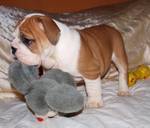 Two Adorable English Bulldog  Puppies for Adoption