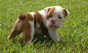 Affectionate English Bulldog  Puppies Ready For Adoption