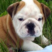 POTTY TRAINED MALE AND FEMALE English Bulldog Puppies FOR ADOPTION.