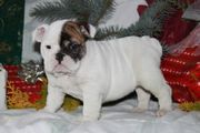 Two English Bulldog Puppies Available,  A Male and Female