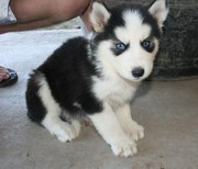 Beautiful, gentle Husky