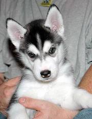 AKC Siberian Husky Puppies