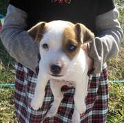 Jack Russell -7 weeks old,  only 2 left  Read more: http://louisville.e