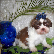 Shih tzu puppies for free adoption