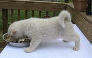 Akita For Sale