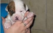 American Bulldog