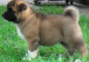 love akita home puppy for sale