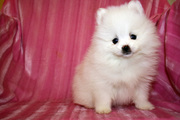 cute Pomeranian puppies ready to joint a new family.