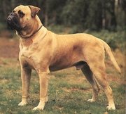 Bull Mastiff: