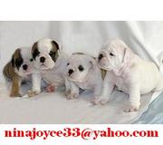 Home train AKC ENglish bulldog puppies for Almost FREE Adoption