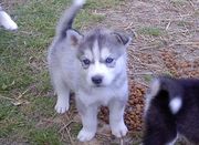 lovely and potty train  siberian husky puppies for sale 