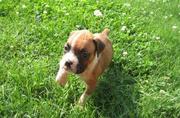 lovely boxers puppies for friendly homes