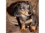 cute  daschund puppies for rehoming