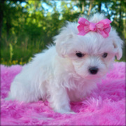 maltese puppies for caring homes