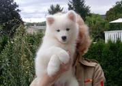 lovely samoyed  puppies for rehoming