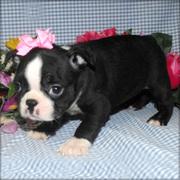 cute boston terrier puppies for rehoming