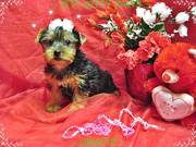 Yorkshire Terrier - Adorable Black/Gold Female - ~ GRACIE ~  Read more