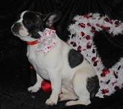 AKC FEMALE FRENCH BULLDOG