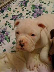 english bulldog 