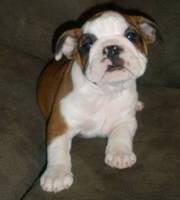 AKC English Bulldog Puppys 