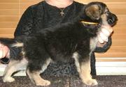 Handsome German Shepherd Dog Puppies available for adoption