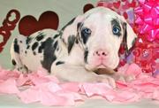 Energetic Great Dane puppies available now for home adoption