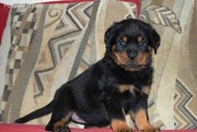 Outgoing Rottweiler Puppies  available for new homes