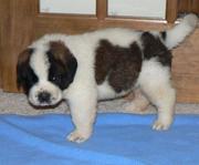 AKC registered Saint Bernard Puppies available for re-homing now