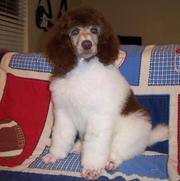 Black and White Standard poodle Puppies ready now