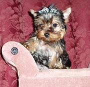 Home trained Yorkshire terrier puppies for adoption