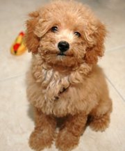 female toy poodle puppy  sale .