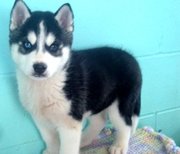 gorgeous male and female siberian husky puppies for sale