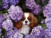  LOOKING FOR A CAVALIER PUPPY 