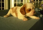 lovely and adorable cute looking Cavalier King Charles Spaniel Puppies