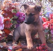 goodlooking and hearlth German Shepherd Dog Puppies For Sale
