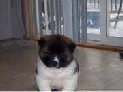 Mavelouse And Cute Akita Puppies for sale