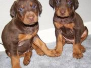 Potty Trained Doberman Pinscher Puppies for sale
