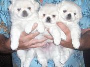 Adorable Pekingese Puppies for sale