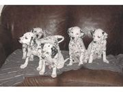 Mavelouse Dalmatian Puppies for sale