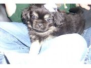 Lovely Tibetan Spaniel Puppies for sale
