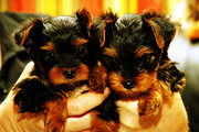 Healthy teacup yorkie puppies to loving homes