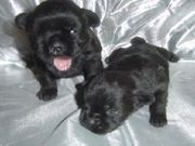 lovely and cute Affenpinscher Puppies for sale