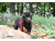 health and caring Belgian Sheepdog for Sale