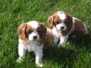 milkish and caring Cavalier King Charles Spaniel for Sale
