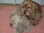 health Akc  lookingand adorable Cocker Spaniel for Sale