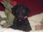 milkish and caring Curly Coated Retriever for Sale