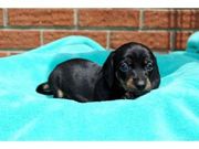 milkish and caring Dachshund for Sale.