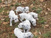 health Akc  looking Dalmatian puppies for Sale